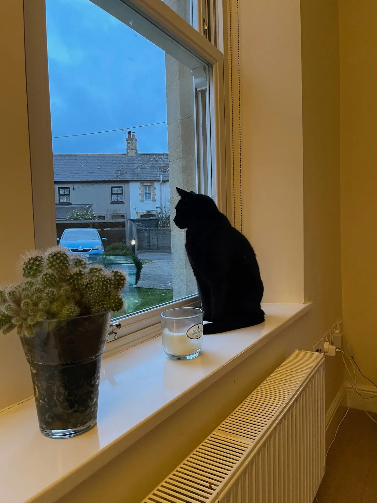 Claude the cat, sat on a windowsill looking majestic